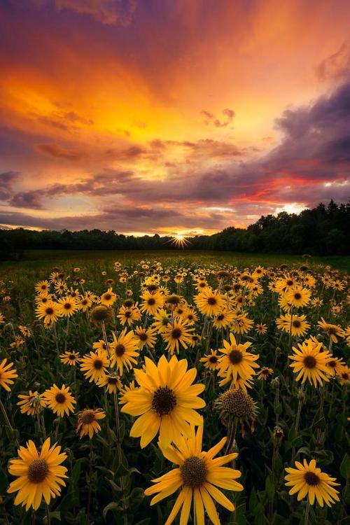 earthporn:Flowers and Fire. Hinckley, OH. [1365x2048] [OC] by:...