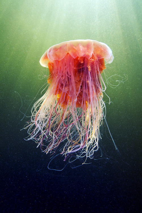 nevver:Jellyfish, Alexander SemenovSo freaking beautiful and...