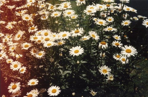 daisy flower on Tumblr