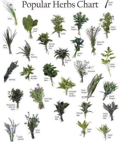 Fresh Herb Chart