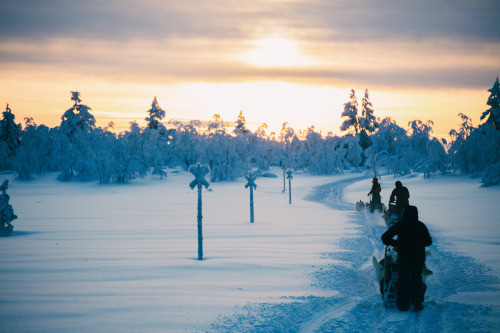 yokoichiphotography:Arctic...