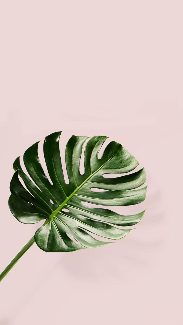 Featured image of post Iphone Hintergrundbild Kaktus Hintergrund : Die bunten wolken kombinieren reale und ausgedachte motive.