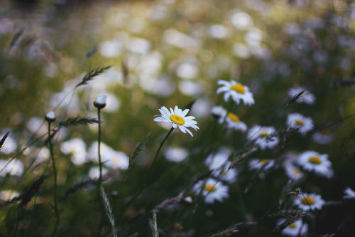 hullocolin:I found a field of daisies on my walk...