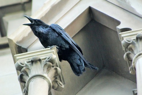 elizjjwold:The ravens of St Helena’s Cathedral 5 by Elizabeth...