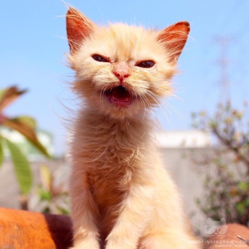 simply-purrtastic:Angry 