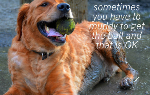 buzzfeed:13 Motivational Dog Posters That Will Really Make You...