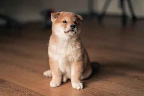 awwflycat