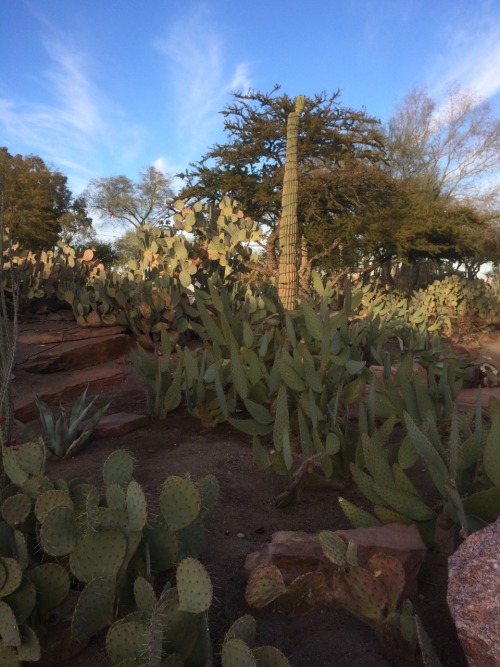 Ethel M Botanical Cactus Garden Tumblr
