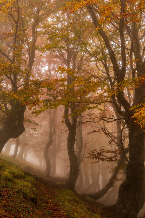 wanderthewood: by Alessio Luffarelli