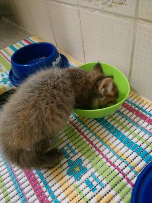 catsbeaversandducks:Teacher Found Tiny Kitten on Sidewalk and...