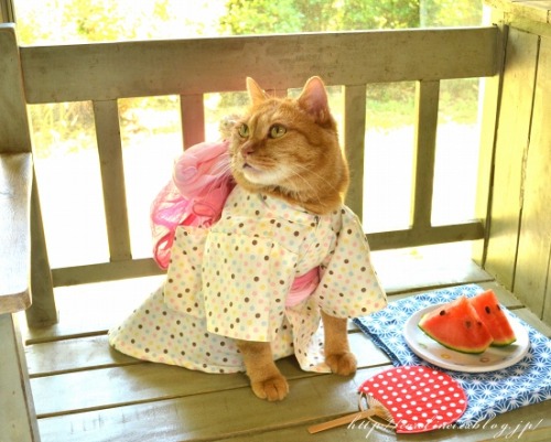 violetprince:Apelila, a gorgeous orange tabby from Tokyo, Japan,...