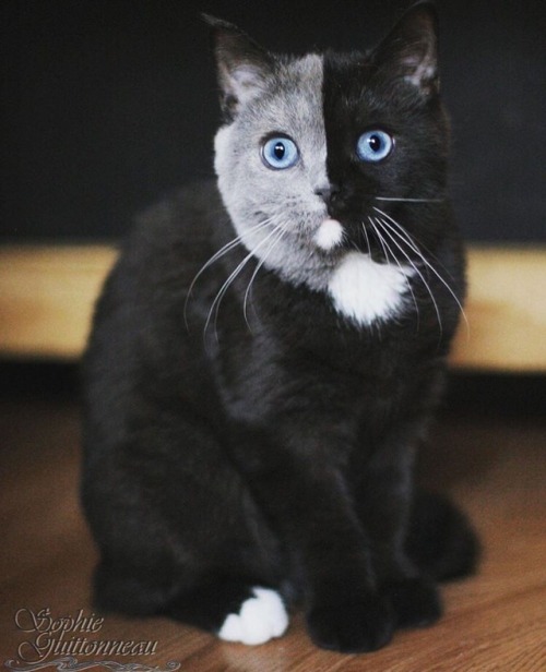 adorable cute animals cute animals cute pets pets cuteness cat cats kitten kitties catlover landscape photography inspiration motivation love lovely indie hipster vintage kitty kittycat