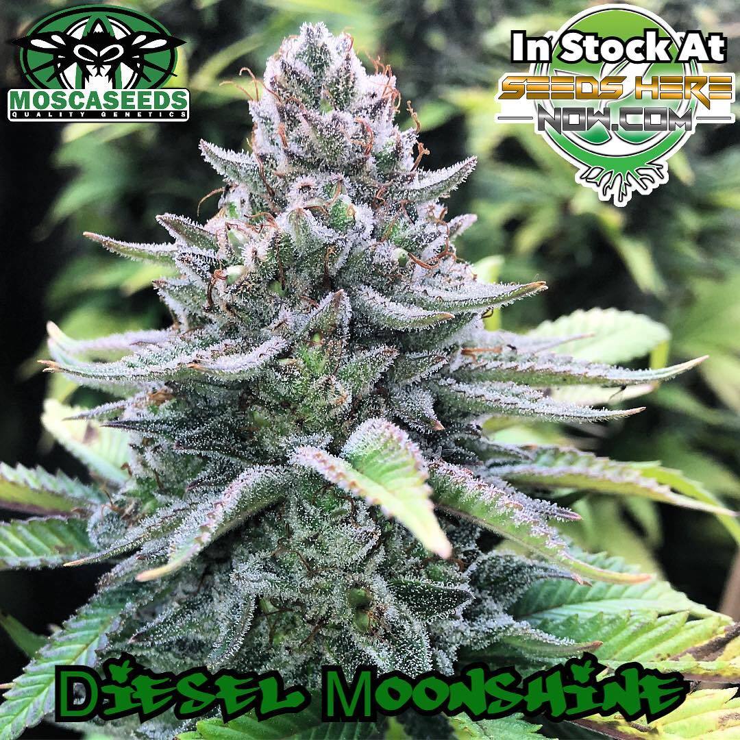 Seeds Here Now — Diesel Moonshine Sour Diesel X Old Time Moonshine...