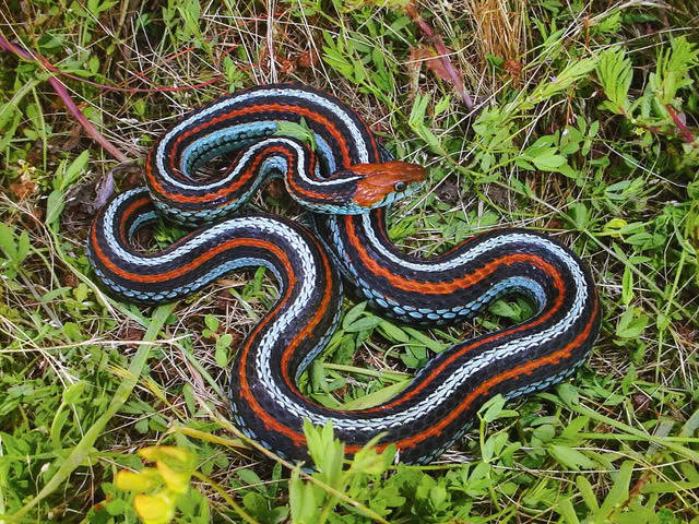 Let's Go Wild — California Red-sided Garter Snake, Thamnophis...