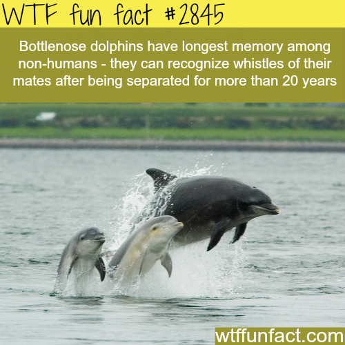 Animals with the longest memory - WTF fun facts