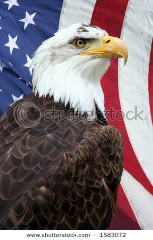 Really Scary Bald Eagles in Front of American...