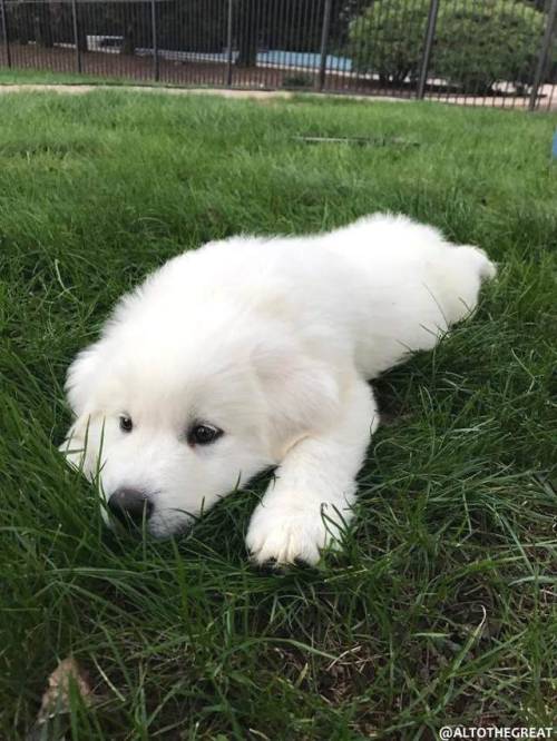puppy puppies pupper pup dog doggo cute adorable sweet happy smile fluffy animals pet