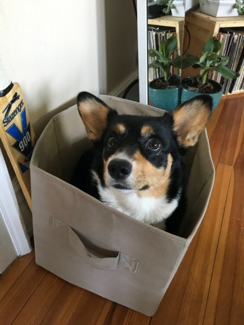 indigothecorgi:Corg in a box (and other related containers)