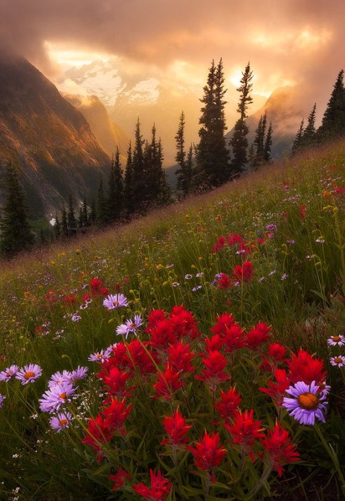 coiour-my-world:Nature’s Paintbrush ~ Danny Seidman