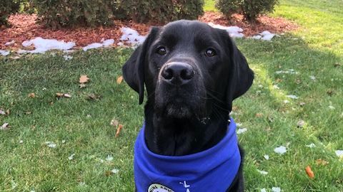aww cute eyebleach brighten your day dogs with jobs