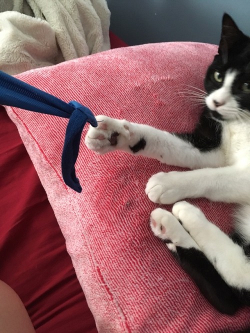 catsuggest:Allie suggetê: STEAL moms hand wraps and begin lyfe...