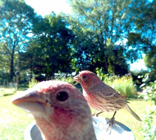 ostdrossel:House Finch outtake.