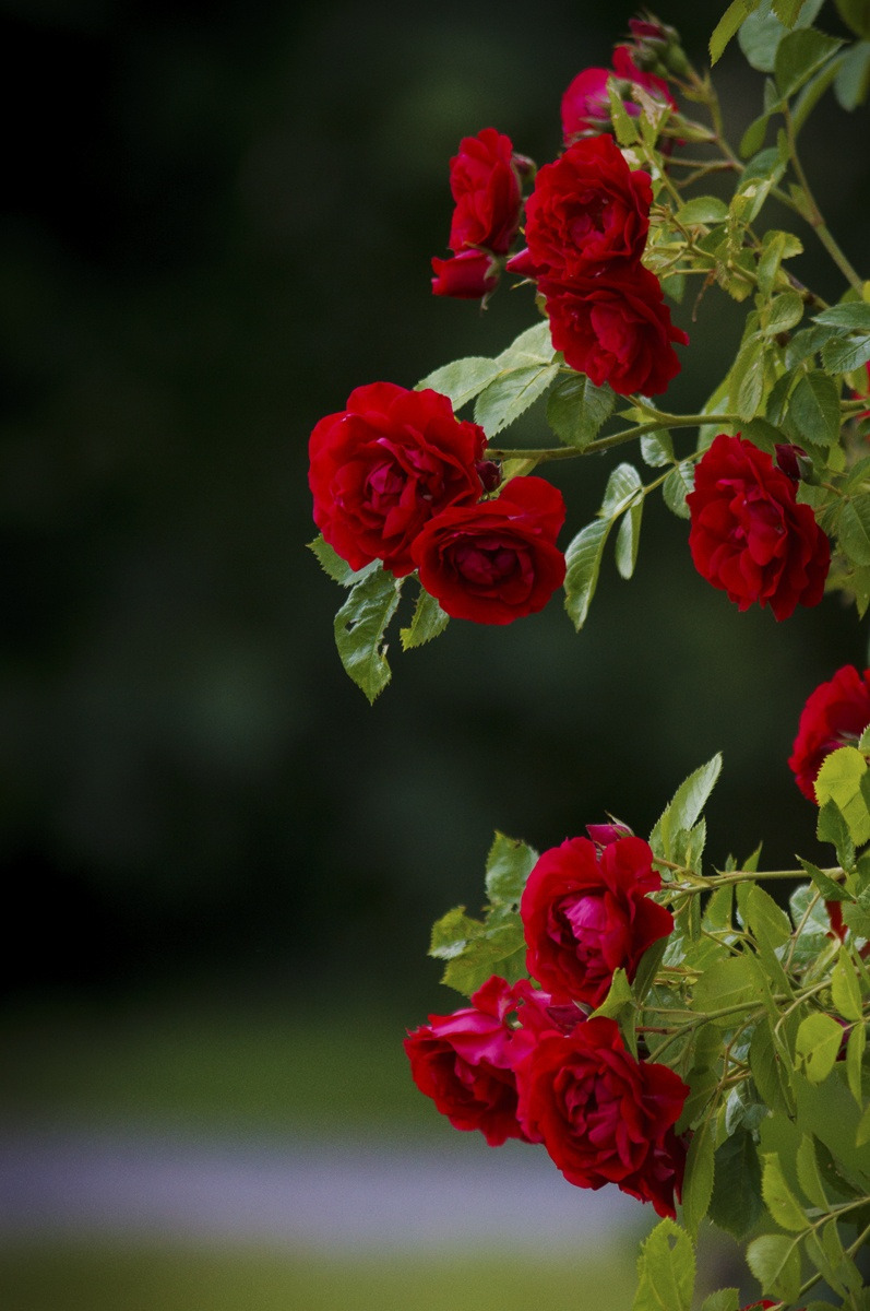 gardenofgod:
“Roses and Greens, by Per-Anders Nilsson.
”