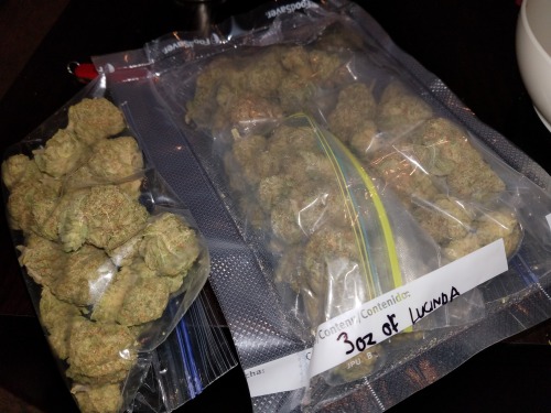 apt-420:Only @apt-420All bagged up a sealed by oz for the...