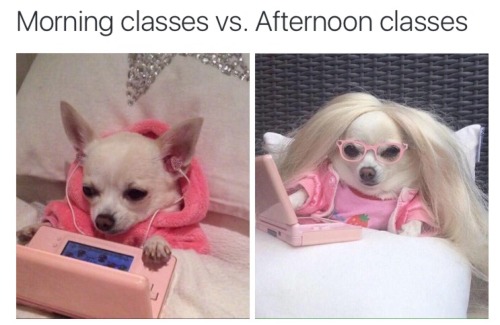 humor-n-shit-blog:Morning classes vs afternoon classes