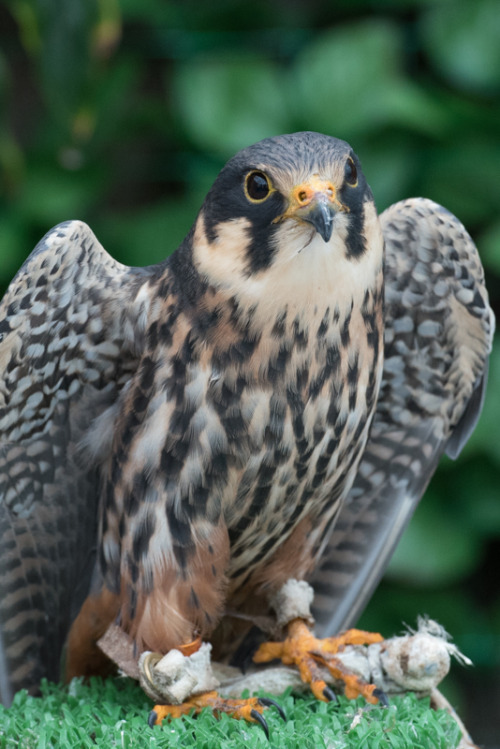 batistuta0511:チゴハヤブサ, Eurasian hobbyTaken at Kakegawa Kachouen...