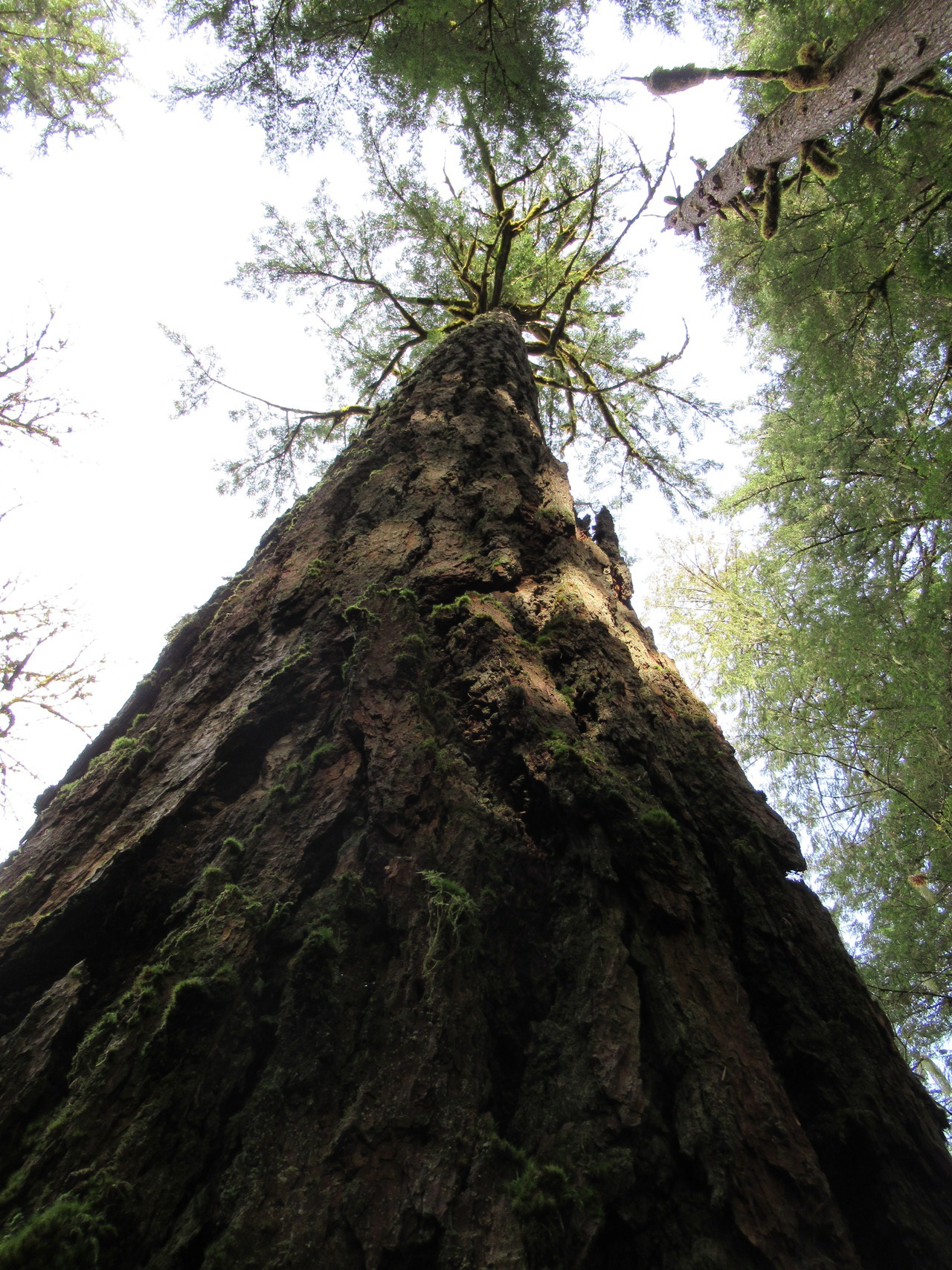 Dean's World — Old Douglas-fir, Willamette National Forest,...
 Douglas Fir Forest