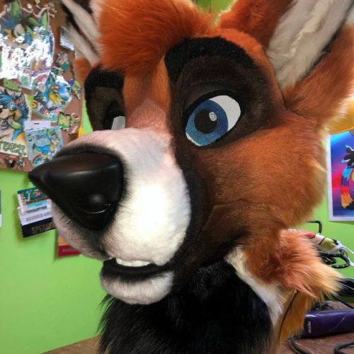 Its Fuchstramer! #fursuit #furry #mfy...