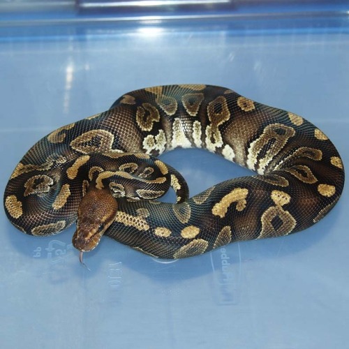 This is my most expensive snake yet. I purchased... - wheremyscalesslither