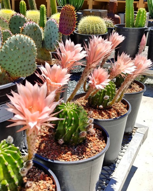 cactusjungle:The “Peach” hybrids go crazy! #echinopsis...