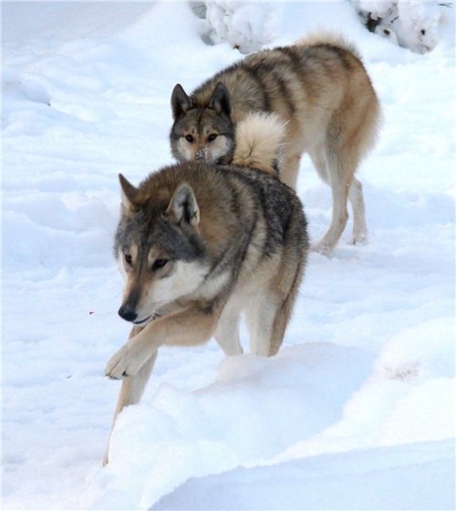 crispbean:Working Wolfdogs. The Volend.I am seriously so...