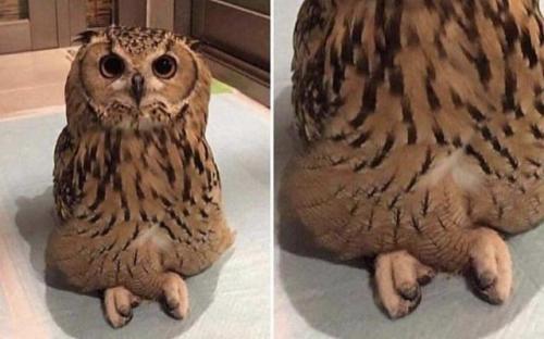 awwww-cute:This owl was sitting criss cross! (Source:...