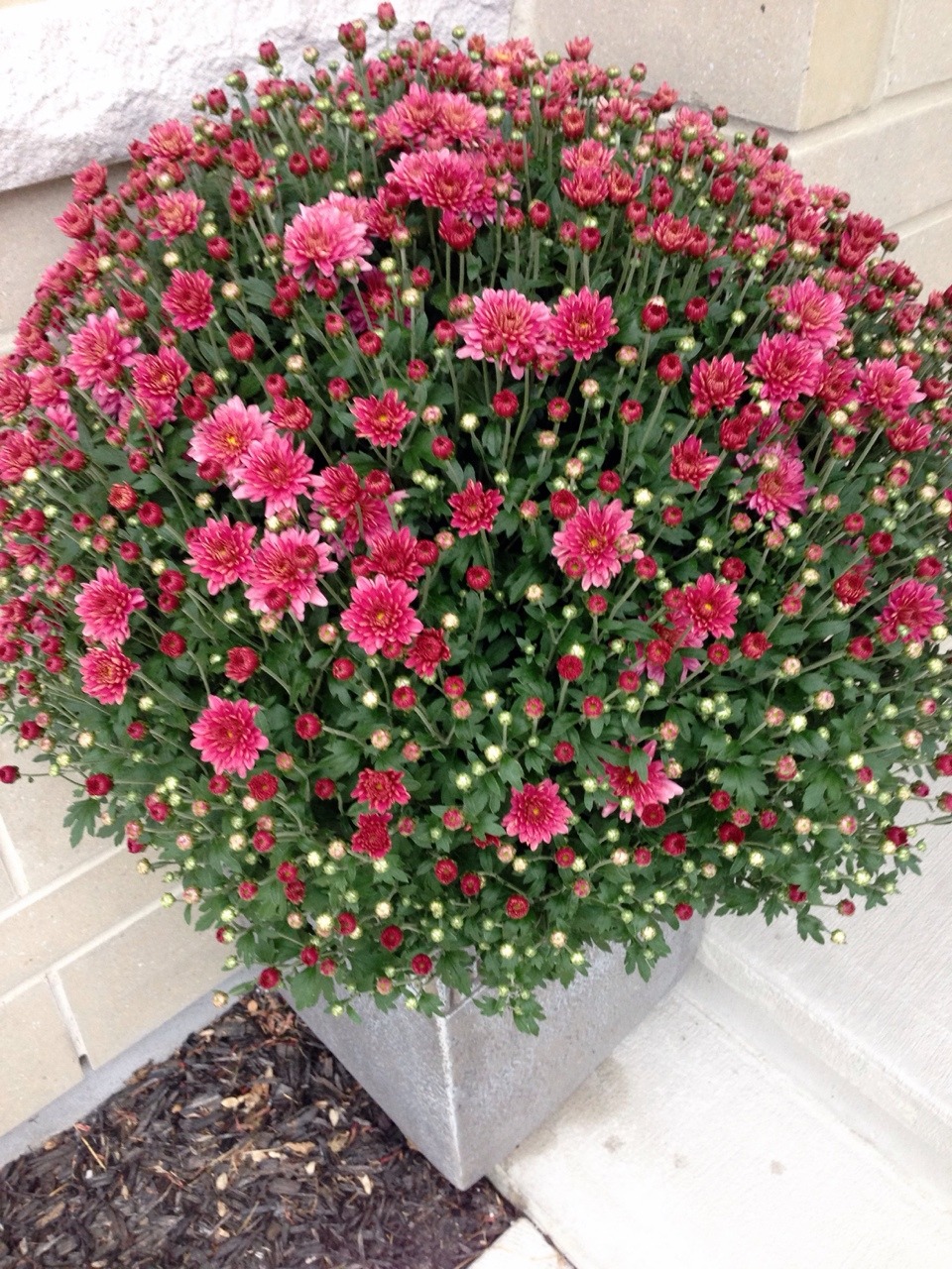 Costco has their amazing mum plants back for the...