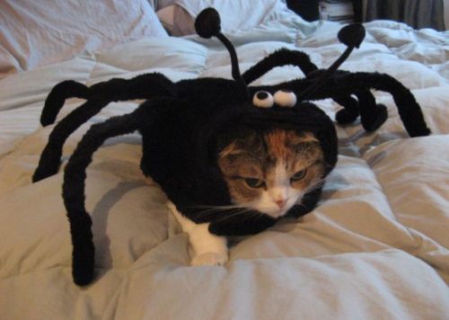 horrorandhalloween:Pet Halloween costumes: Cats