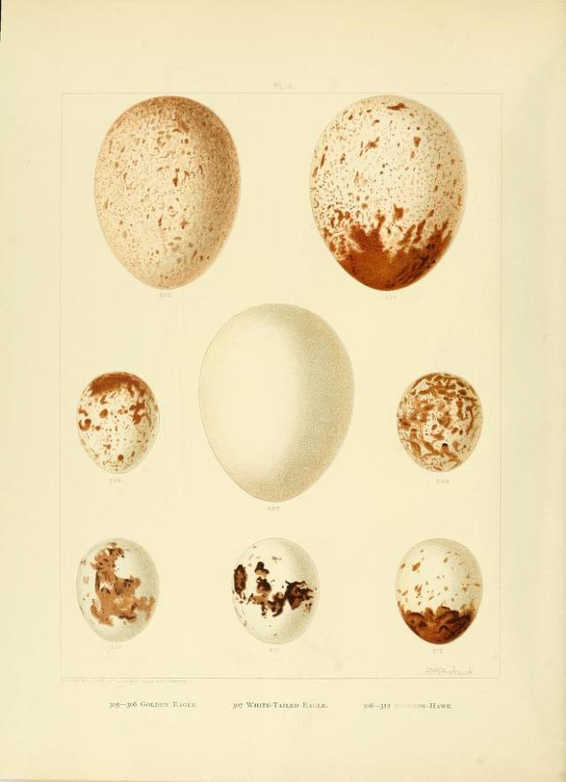 Heaveninawildflower - Eggs from Golden Eagle, White-tailed Eagle and...