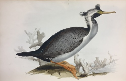 J. Gould, Birds of AustraliaPublished by subscription and issued...