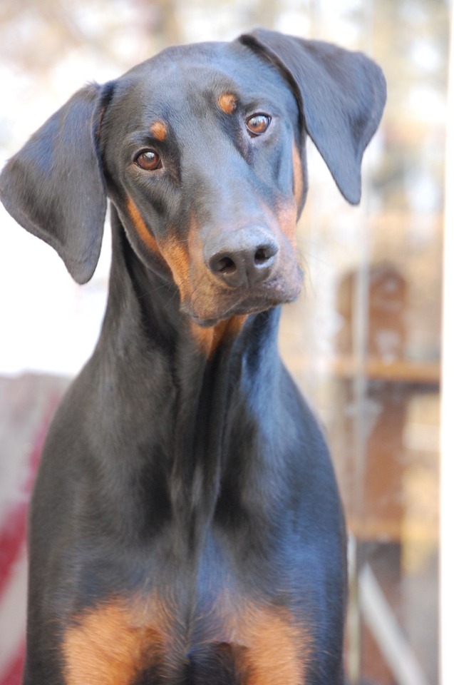 blue doberman on Tumblr