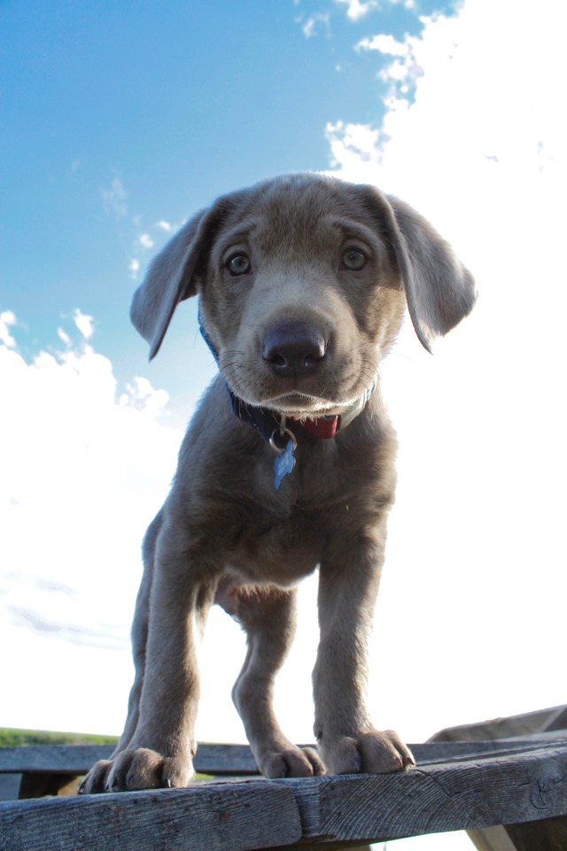 webkinz silver labrador