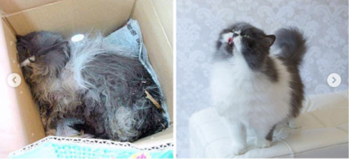 justcatposts:Cats before and after adoption