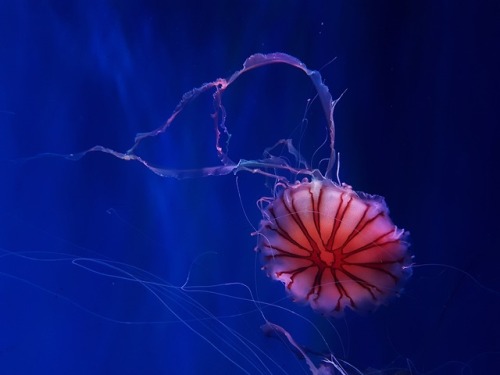 drxgonfly:Jellyfish (bySindre Bøyum)