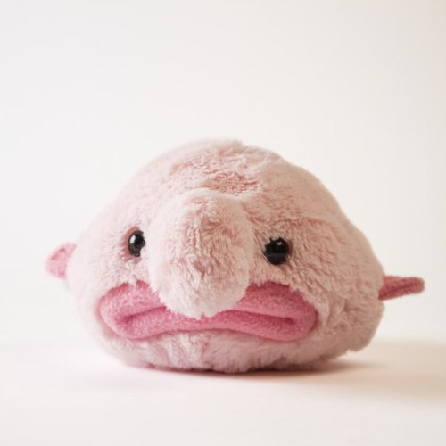 blobfish squishmallow