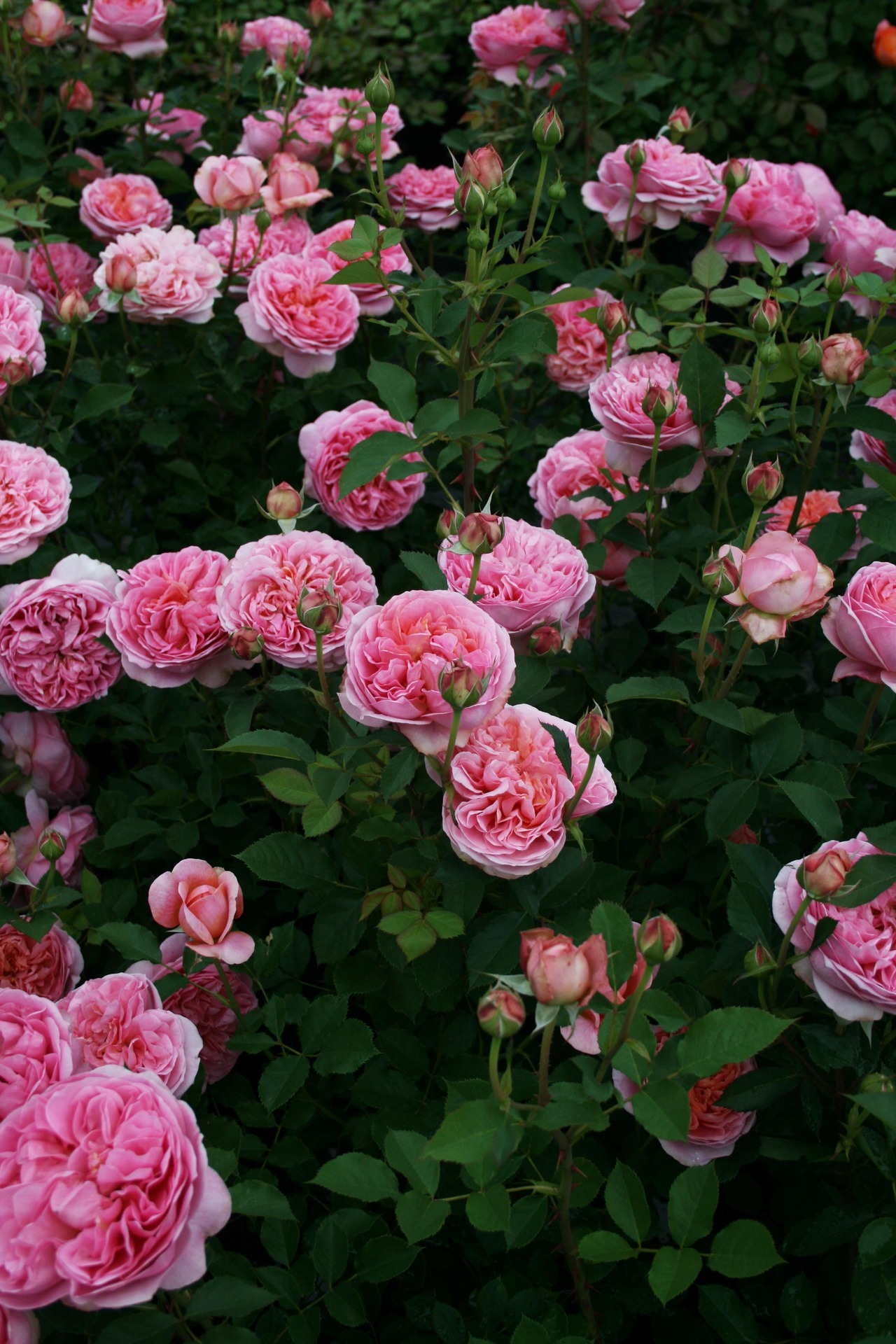 ベスト花 持ち の 良い 花 すべての美しい花の画像