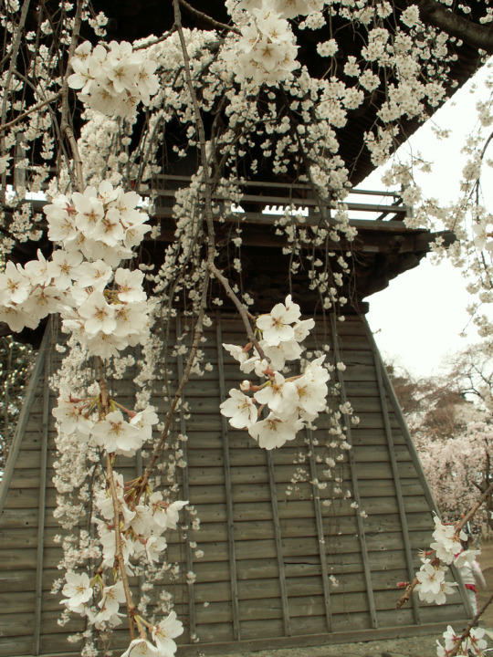 Jigenji Temple by Morgan Boyco Shidarezakura (weeping cherry blossoms)