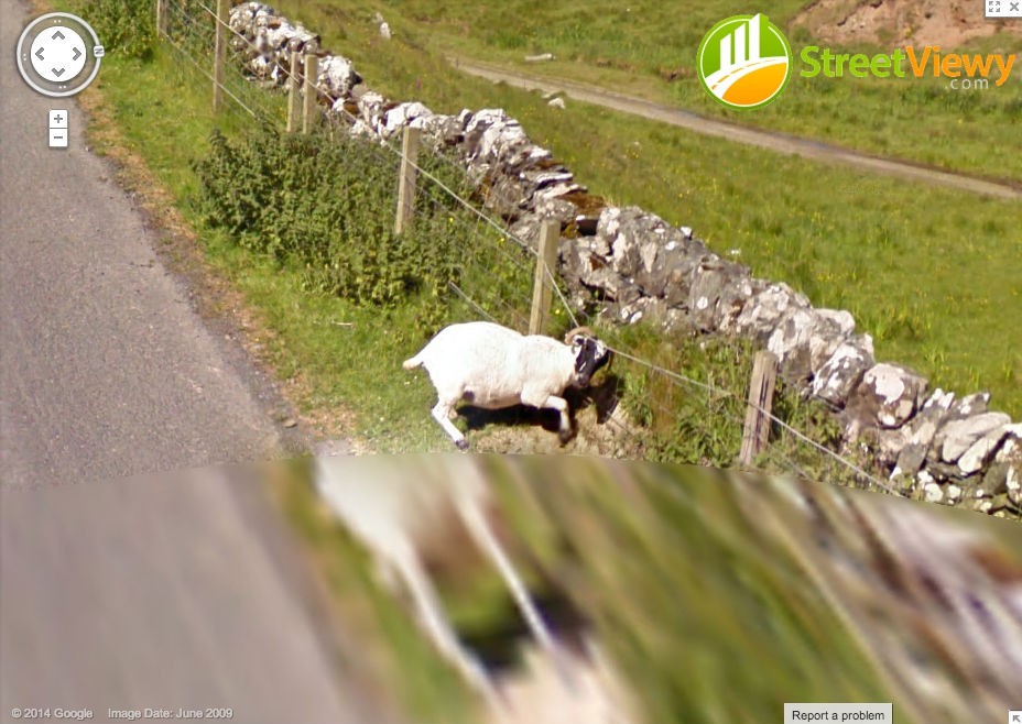 StreetViewy.com — England Sheep stuck in a fence...
