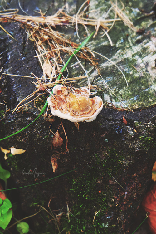 lindagoesmushrooming