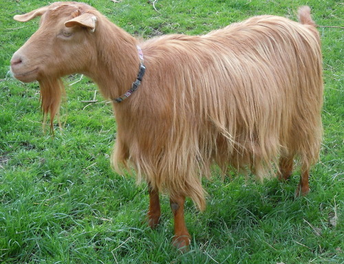 ainawgsd:The Golden Guernsey is a rare breed of goat from the...